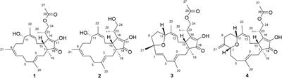 Investigation of the Anti-Inflammatory Activity of Fusaproliferin Analogues Guided by Transcriptome Analysis